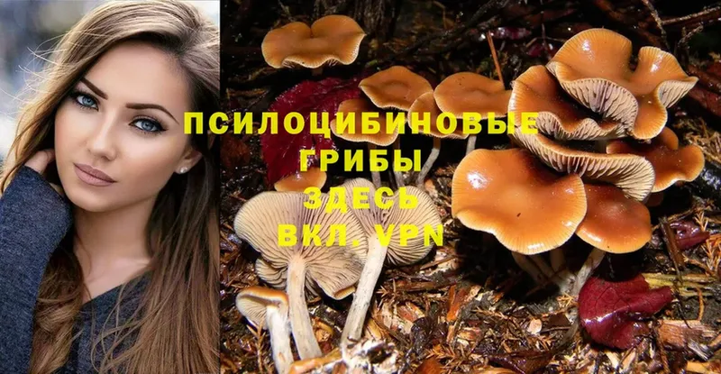 Галлюциногенные грибы Psilocybine cubensis Валуйки